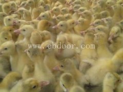 大鹅苗价格-鹅苗-昌图常杰鹅雏孵化厂