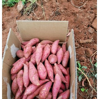 [供]西瓜红红蜜薯