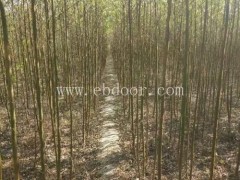 速生竹柳-新速生竹柳插穗-峻峰竹柳(推荐商家)