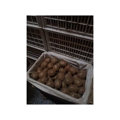 [供]大量批发猕猴桃秦美，海沃德，徐香