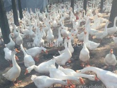 种鹅鹅苗养殖电话-四强鸡鸭鹅苗成活率高-亳州种鹅鹅苗养殖