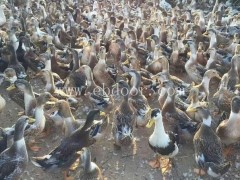 宜良鸭苗-宜良鸭苗多少钱一只-妙林农业(优质商家)