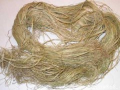 苎麻种植栽培进程和管理技术