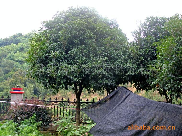 【低价批发丹桂】长期优价优质低价直销绿化树苗  4-6公分桂花树