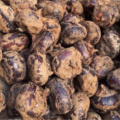 [供]马蹄大量供应，产地直销！长期稳定！欢迎收购！