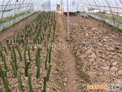 专业火龙果苗价格生产基地“本信息长期有效”