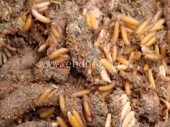 湖北金蝉人工养殖-淼源金蝉专业培训技术-金蝉人工养殖培训