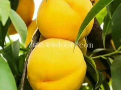 2年苗锦春多少钱棵货源充足“本信息长期有效”