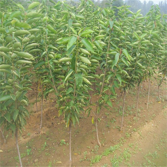 沃田 樱桃苗成活率樱桃苗基地当年结果樱桃苗品种齐全