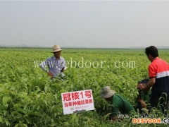 核桃苗-冠核农业-高产核桃苗