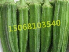 杭州黄秋葵基地/供应上海红秋葵