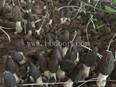 羊肚菌菌种-鸿福食用菌(在线咨询)-羊肚菌