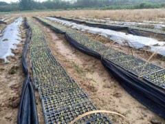 农技人员到惠阳区平潭镇指导甜玉米生产