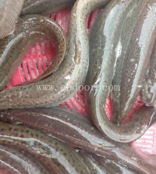 泥鳅养殖-晋中泥鳅-有良泥鳅养殖场(查看)