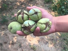 核桃苗栽培-冠核农业-核桃苗