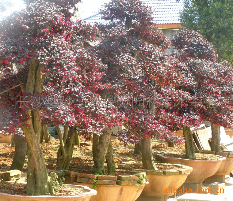 【花木灌木乔木苗木】长期现货供应各种规格  造型红桎木古桩