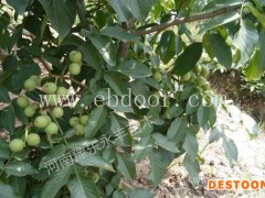 2年苗辽核8号核桃多少钱棵-永丰种植