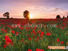 二月蓝花种多少钱(图)-多花木兰厂家-迪庆多花木兰