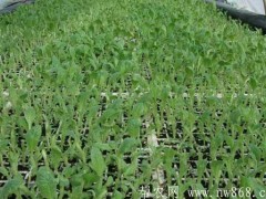 晒烟种植栽培管理及防治病虫