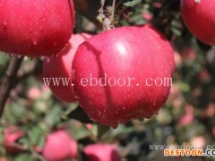 现代果业品种优势(图)-苹果新品种植-苹果新品种
