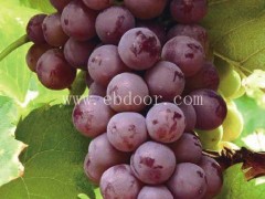 甜蜜蓝宝石葡萄苗-葡萄苗- 鲁粒葡萄苗(查看)