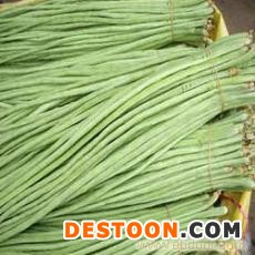 山东莘县豆角基地大量提供豆角豇豆