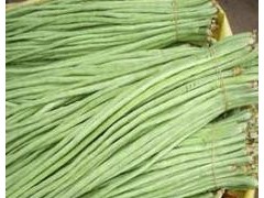 山东莘县豆角基地大量提供豆角豇豆