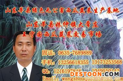 大量供应长豆角、西葫芦‘冬瓜、辨芸豆、韭菜圣女果