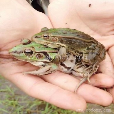 半亩田公司(图)-学习青蛙养殖技术-贺州青蛙养殖