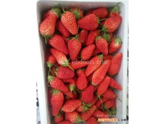 草莓采摘_修安香莓采摘园_天天有机草莓采摘园