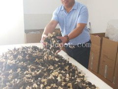 野生羊肚菌的价格-周口羊肚菌-鸿福羊肚菌种植方法