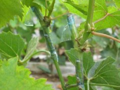 葡萄硬枝嫁接换种当年后果技术