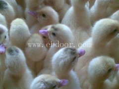 供应火鸭苗多少钱-西彦孵化厂(在线咨询)-朝阳火鸭苗多少钱