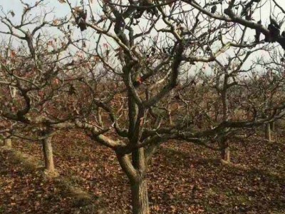 山西杏树_ 杏树树苗 _各种规格杏树低价供应_货源充足