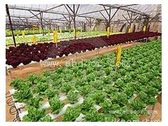 洪山蔬菜,蔬菜种植,华希生态(优质商家)