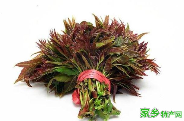 旧城香椿 -石家庄辛集特产