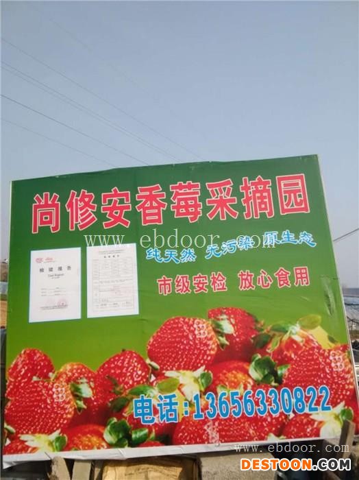 开心草莓采摘园、草莓采摘、修安香莓采摘园