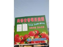 开心草莓采摘园、草莓采摘、修安香莓采摘园
