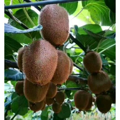 [供]水果之王猕猴桃