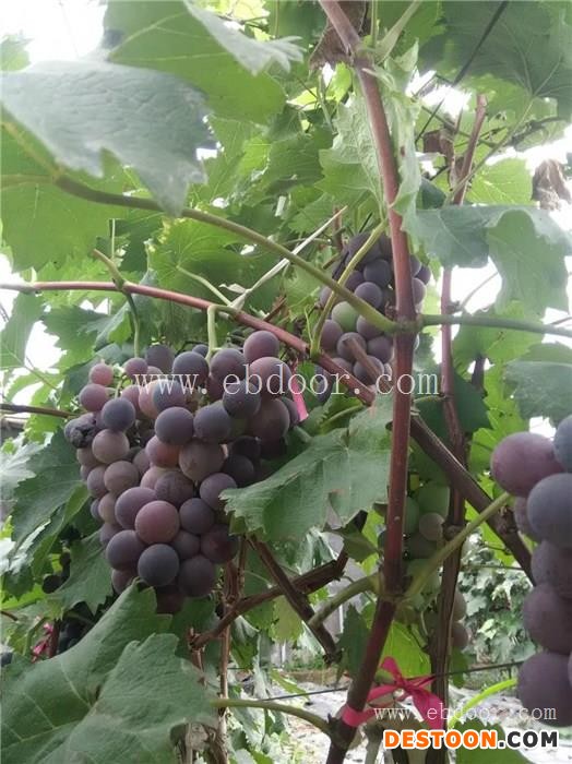 葡萄采摘、修安香莓采摘园、日照葡萄采摘