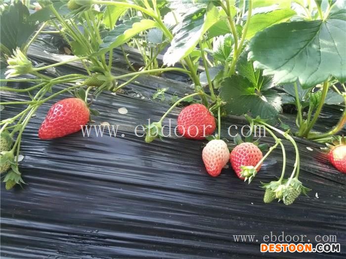 修安香莓采摘园(图)_日照草莓采摘_草莓采摘