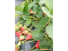 草莓采摘_奶油草莓采摘_修安香莓采摘园(优质商家)