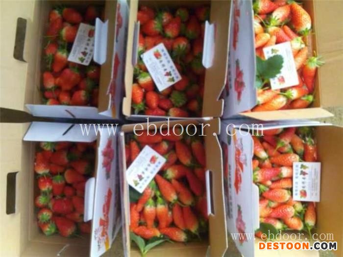 日照草莓养殖、日照草莓、修安香莓采摘园(查看)