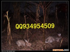 农村特种养殖供应