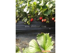 修安香莓采摘园(图)|摘草莓的时间|草莓