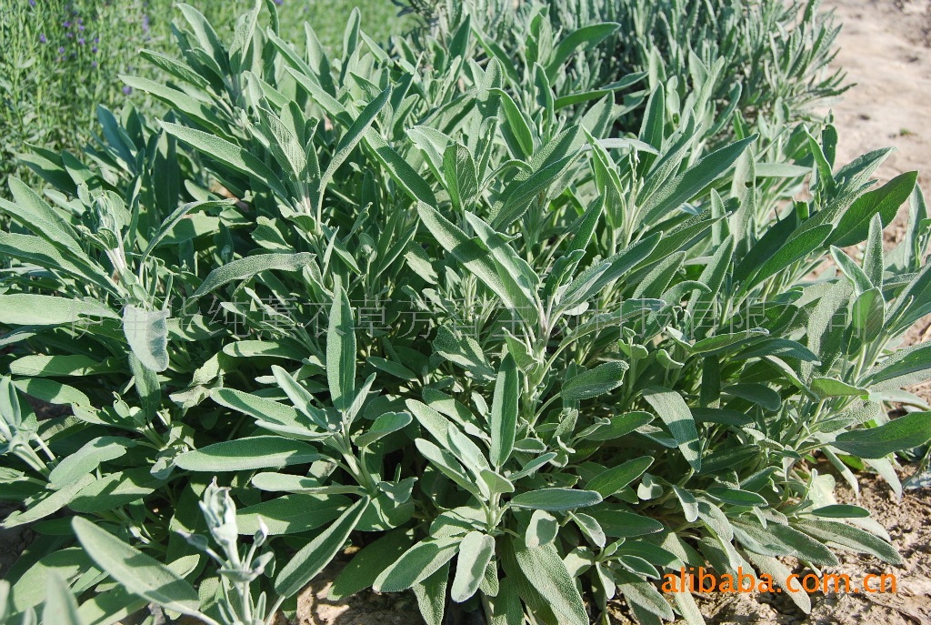 伊犁华纯薰衣草种苗种子国内权威专业技术支持