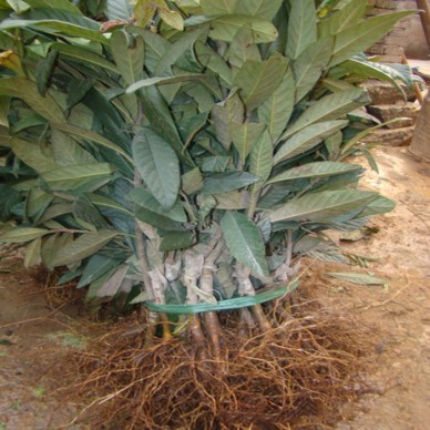 远华苗木场 枇杷苗枇杷芽苗 枇杷小树苗   枇杷小树苗