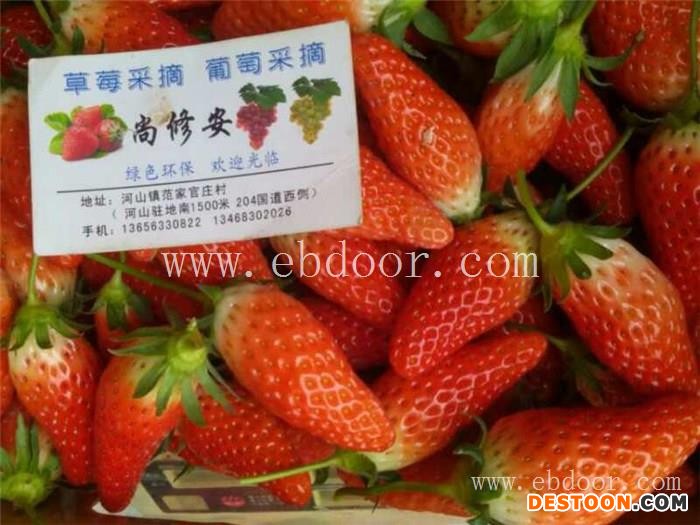 日照庄园草莓采摘,草莓采摘,修安香莓采摘园(查看)