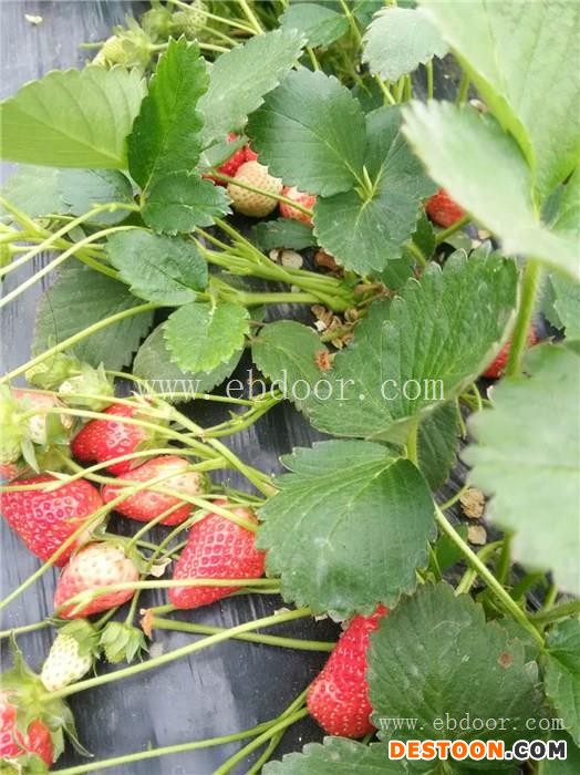 冬季草莓种植|修安香莓采摘园|草莓种植