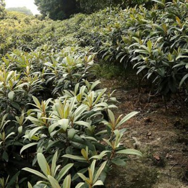 东山白玉枇杷树苗